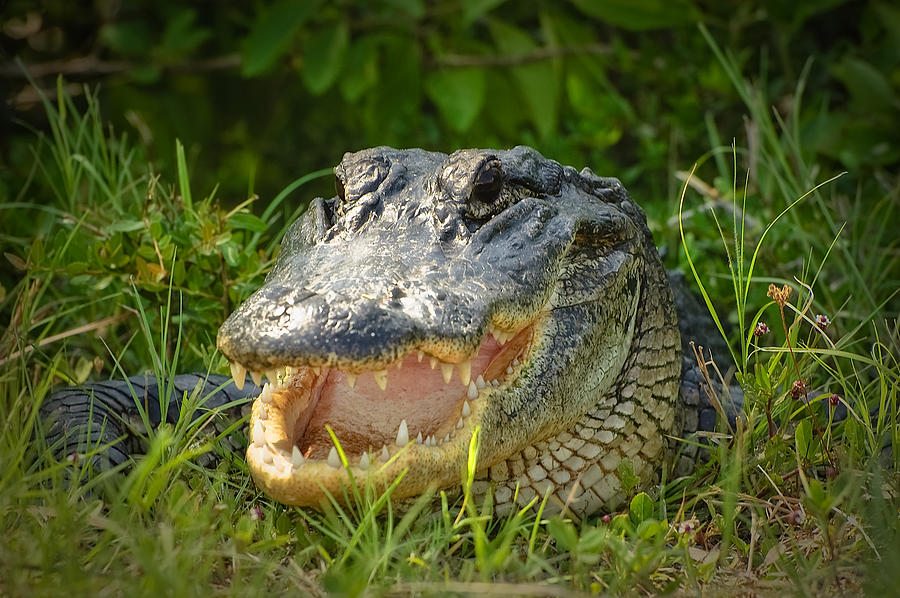 Smiling Alligator Photograph by Rich Leighton