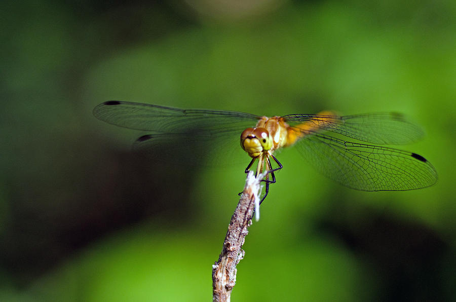 Smiling dragonfly Photograph by Cheryl Cencich - Fine Art America
