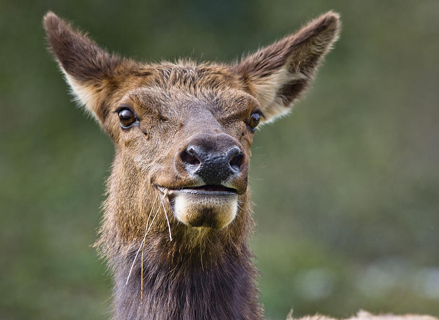 Smiling Elk Photograph by Greg Nyquist