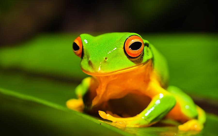 Smiling Frog Photograph by Johan Larson