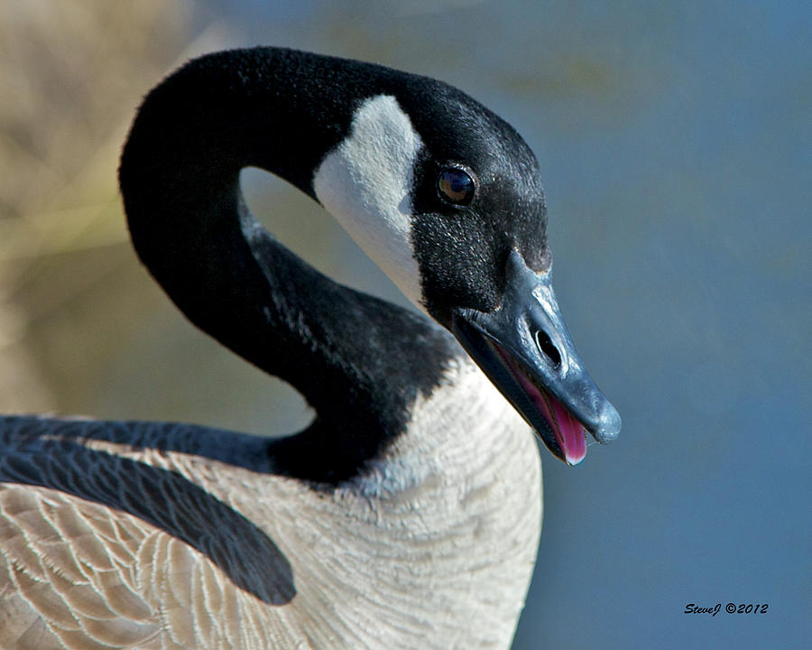 Smiling Goose Photograph by Stephen Johnson