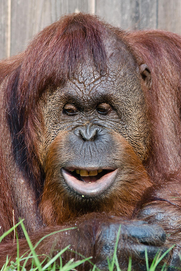 Smiling Orangutan Photograph by Kathi Isserman