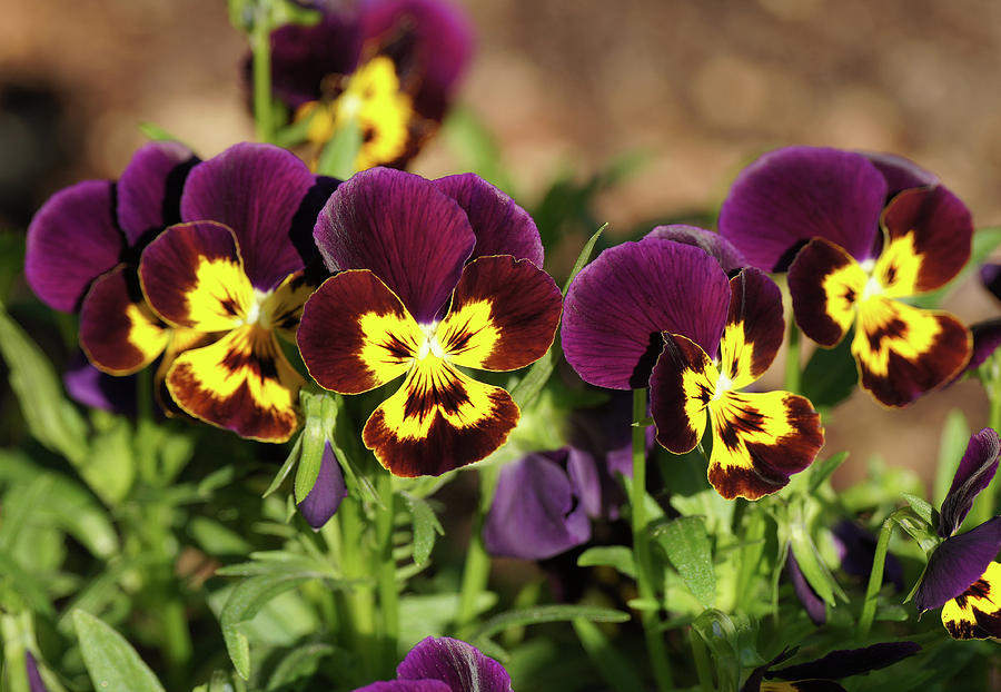 Smiling Pansies All in a Row Photograph by Shirley Heyn