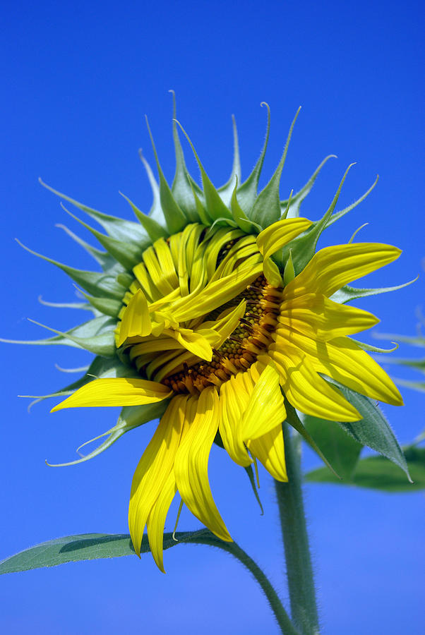 Smiling Sunflower Photograph by Rainy Brand | Fine Art America