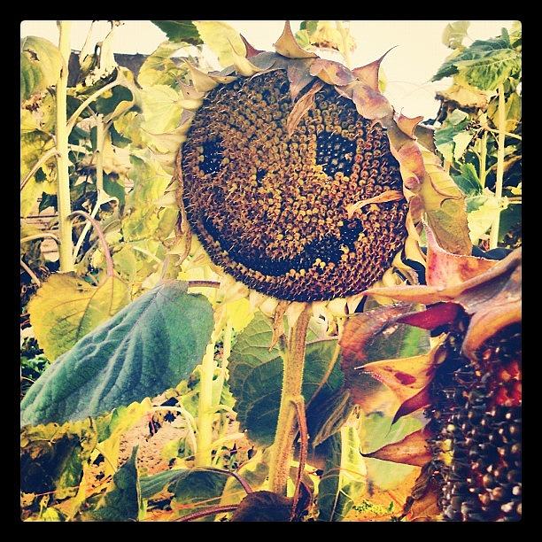 Sunflower Photograph - Smiling Sunflower by Rebecca Shinners