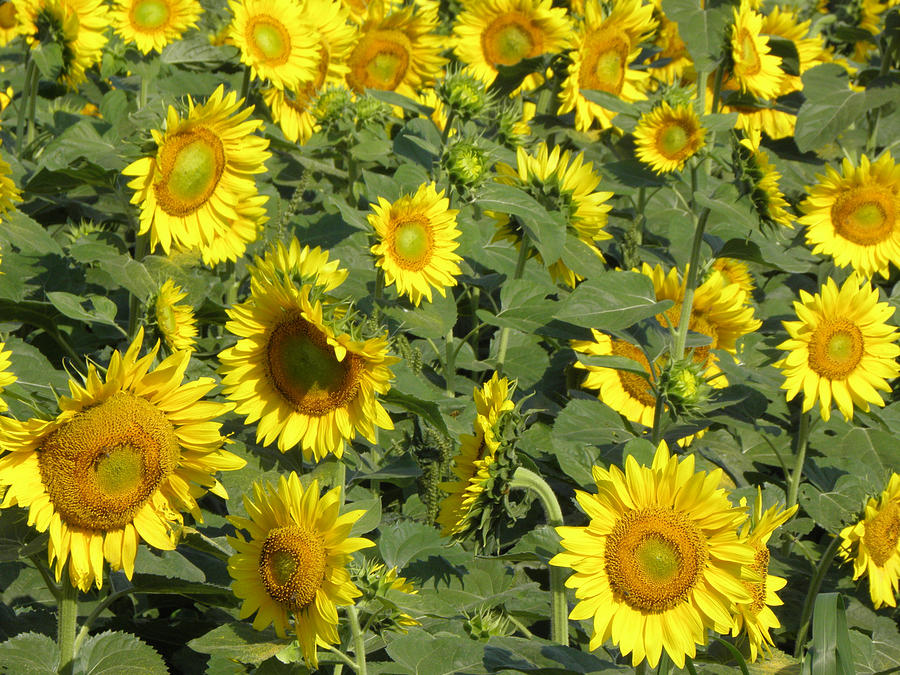 Smiling Sunflowers Photograph by Kim Galluzzo