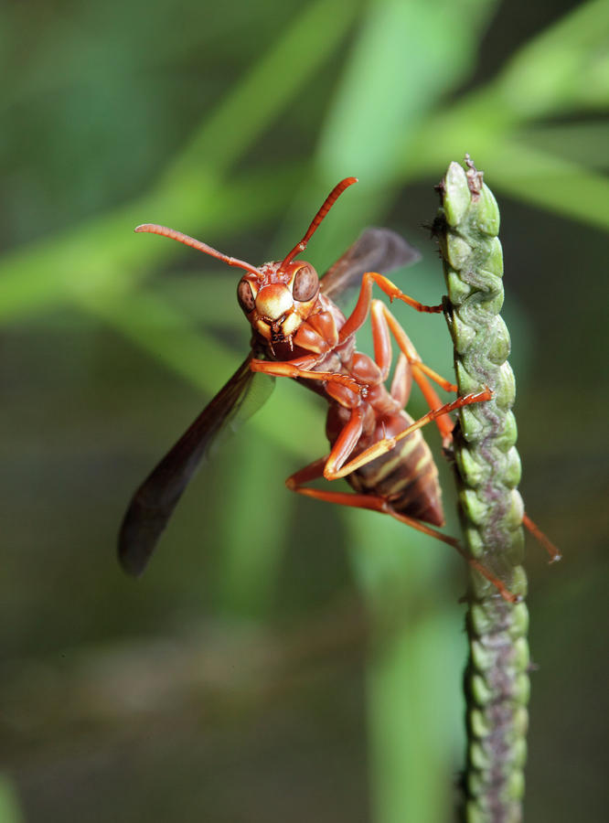Smiling Wasp Photograph by Nick  Shirghio