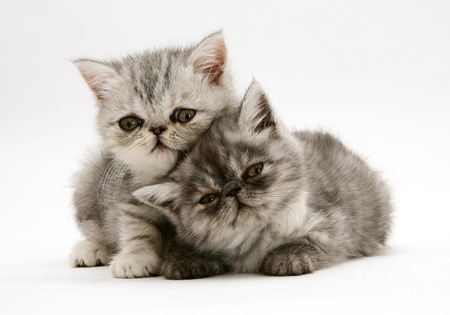 Smoke And Silver Exotic Shorthair Kitten Photograph by ...