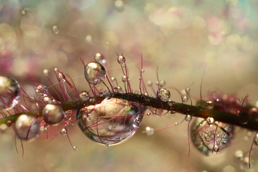 Water Photograph - Smokey Drops by Sharon Johnstone