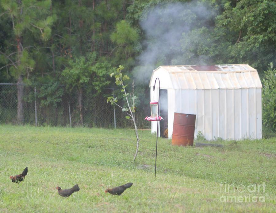 Smoking chickens Photograph by Michelle Powell