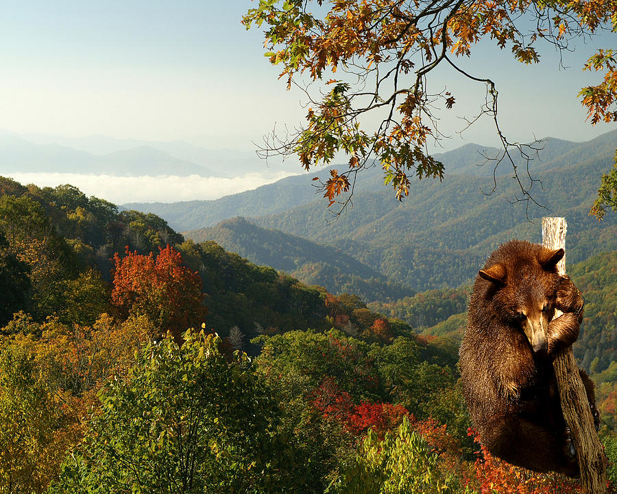 Smoky Mountain Bear Cub Photograph by TnBackroadsPhotos 