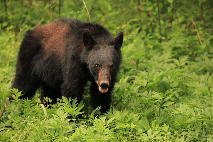 Nature Photograph - Smoky Mountain Black Bear by Doug McPherson
