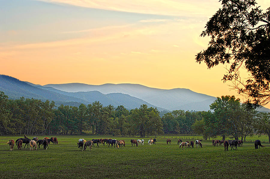 Smoky Mountain Horse Herd Photograph by Randall Branham
