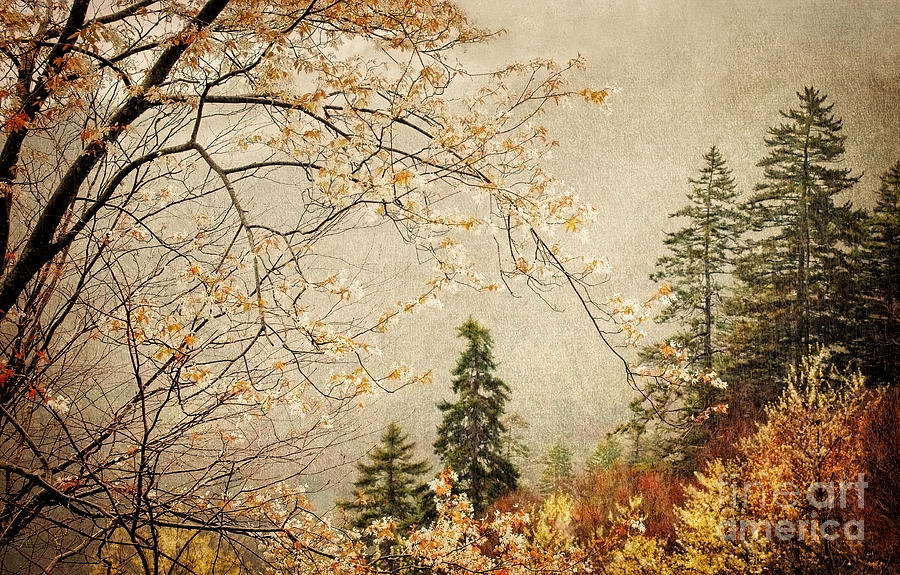 Tree Photograph - Smoky Mountain Springtime Rain by Cheryl Davis