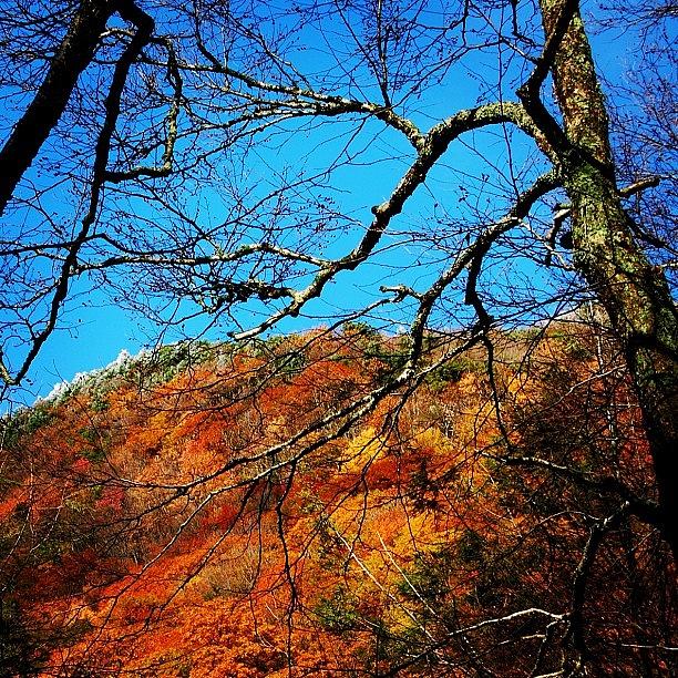Fall Photograph - Smoky Mountains Tn Snow by Joel Lopez