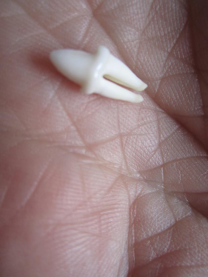 Smooth Tooth Wrinkled Hand Photograph by Kym Backland