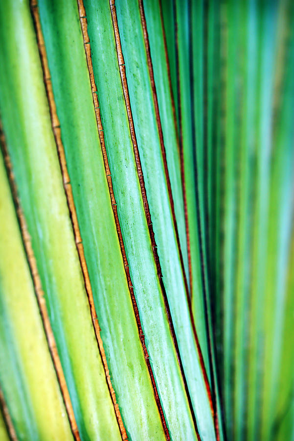 Abstract Photograph - Smooth Tropical Palm by Marilyn Hunt