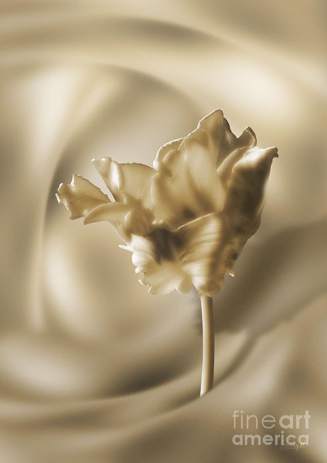 Smooth tulip Digital Art by Johnny Hildingsson