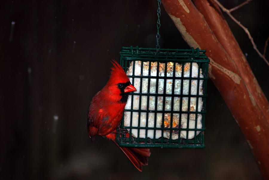 Cardinal Photograph - Snack Before The Storm by Skip Willits