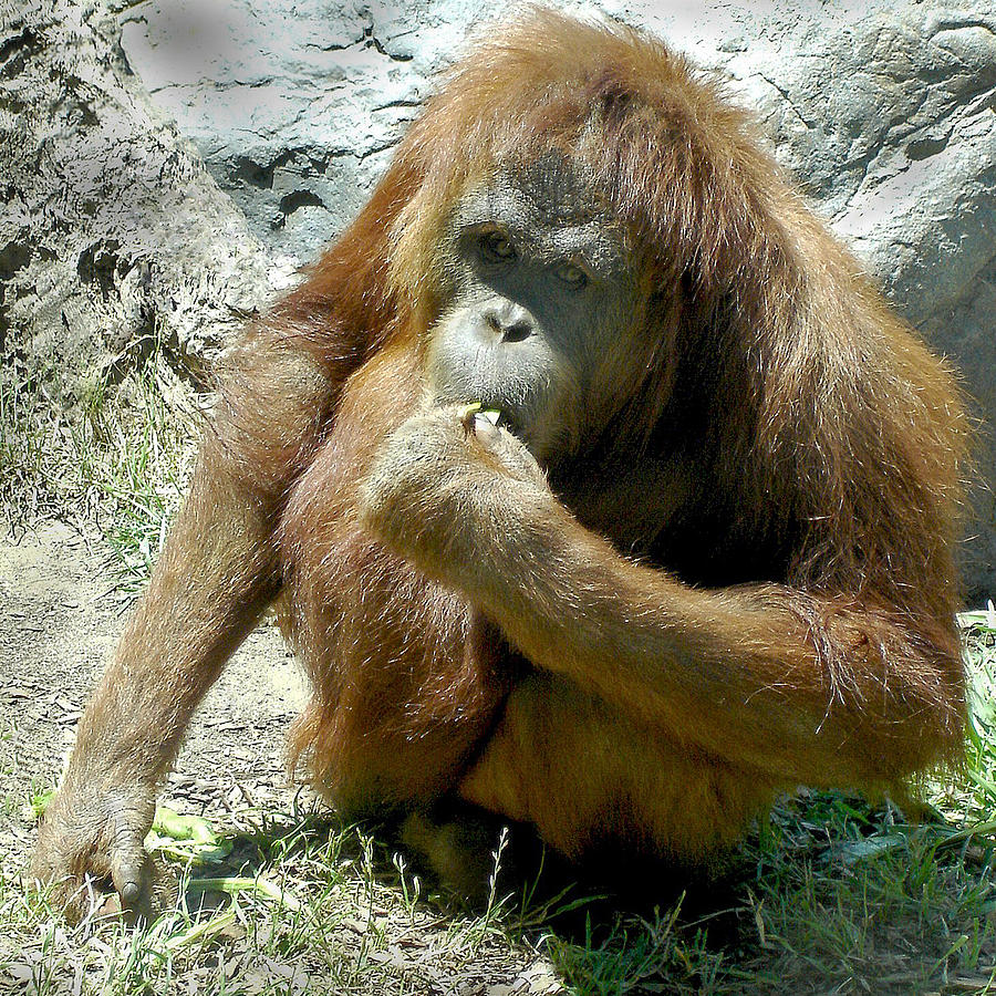 Orangutan Photograph - Snack Time by Lisa Phillips