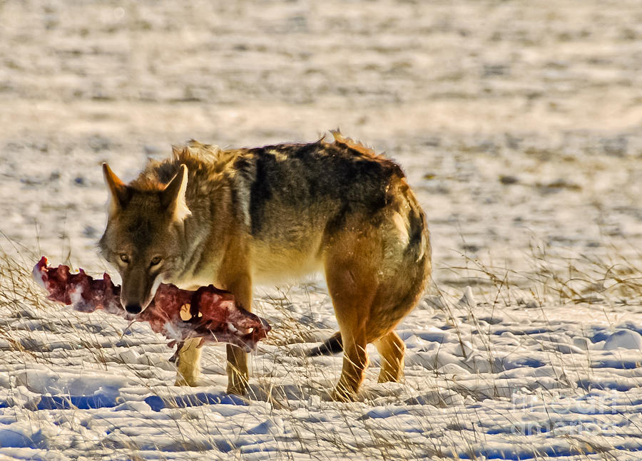 Snacking Coyote Photograph by Harry Strharsky