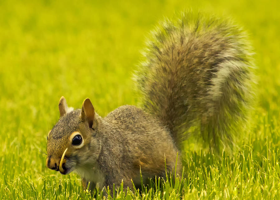 Snaggletooth Squirrel in Grass Photograph by Bill and Linda Tiepelman
