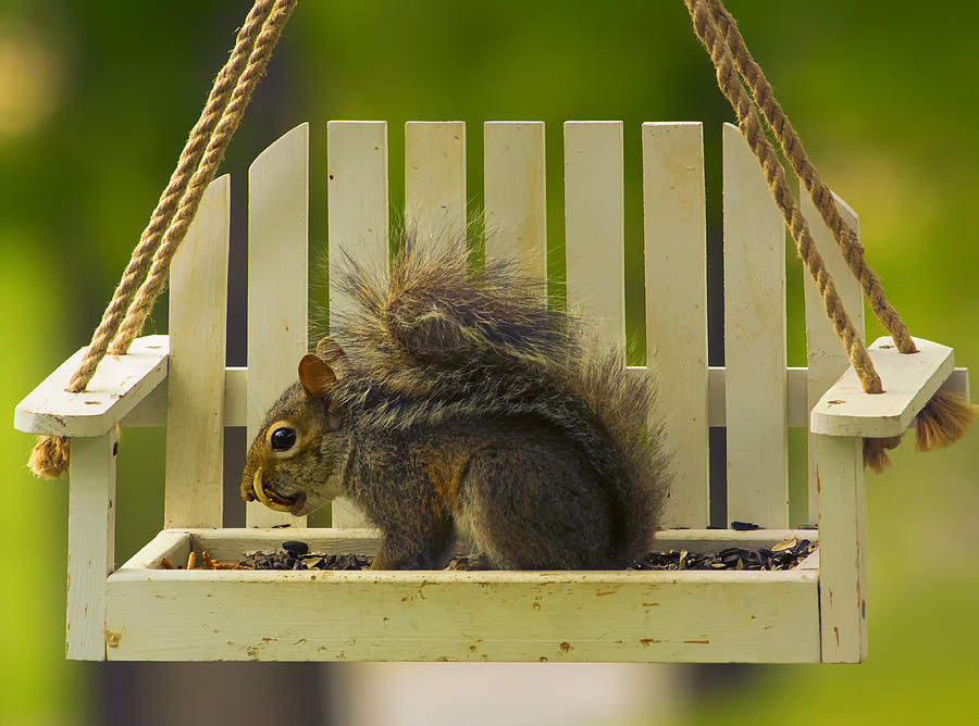 Snaggletooth Squirrel on Feeder Photograph by Bill and Linda Tiepelman