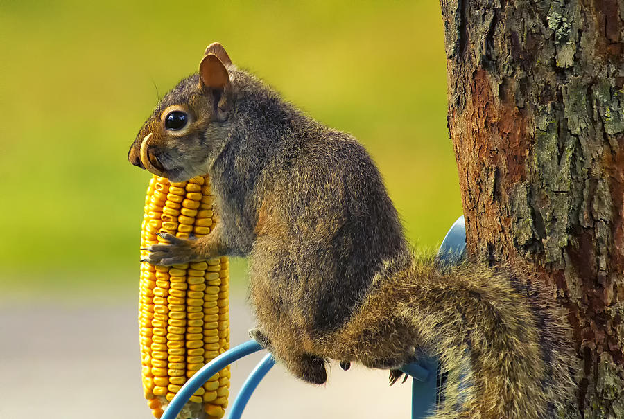 Snaggletooth Squirrel with Corn Photograph by Bill and Linda Tiepelman