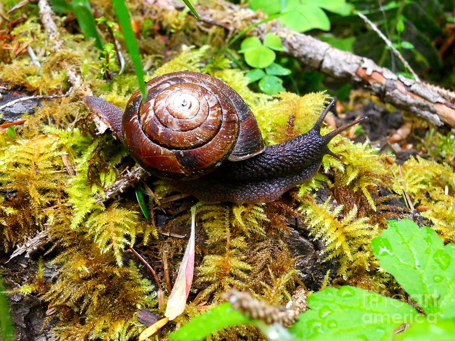 Snail Photograph by Ana Frazier - Fine Art America