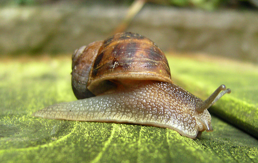 Snail Photograph by Chris Day
