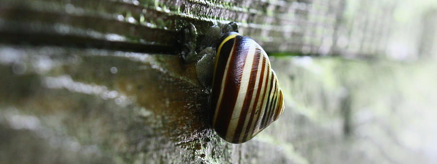 Snail Photograph - Snail by Photography Art
