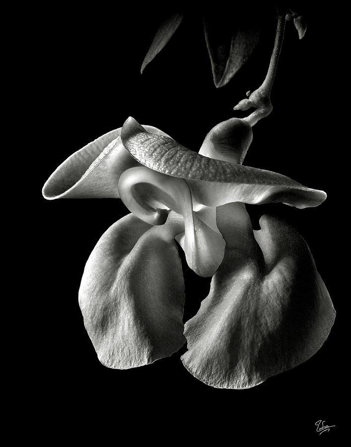 Snail Flower in Black and White Photograph by Endre Balogh