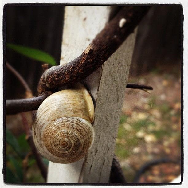 Snail Photograph - #snail I Know The Feelin by Bella Guzman