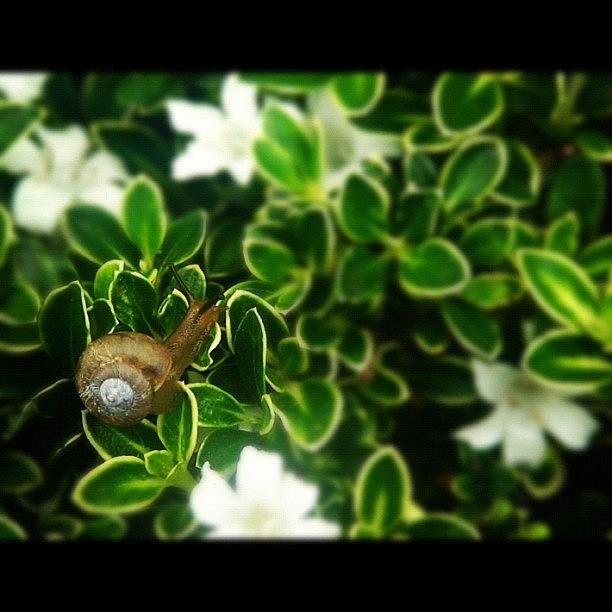 Flower Photograph - #snail #love #flowers  #idea #ideas by Omar Alzaabi