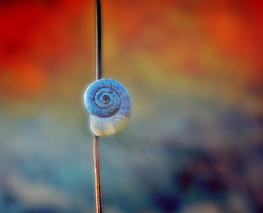Nature Photograph - Snail by Mitko  Peroski