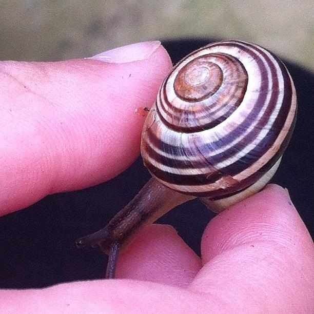 Snail Photograph - Snail by N R