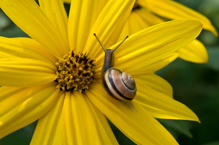 Snail on a Daisy Photograph by Edward Myers