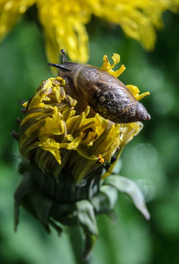Snail on the dandelion Photograph by Michael Goyberg