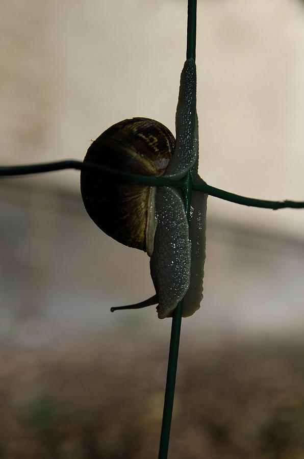 Snail on the fence Photograph by Michael Goyberg