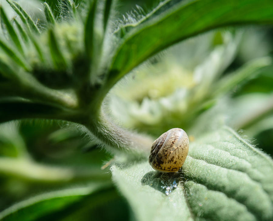 Snail on the leaf Photograph by Michael Goyberg