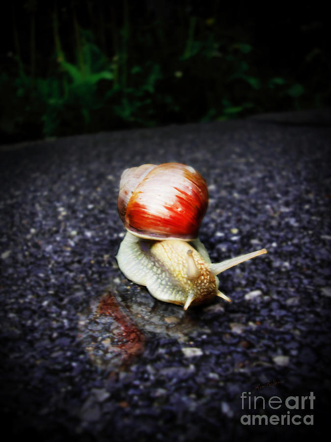 Snail on Walkway Digital Art by Lisa Redfern