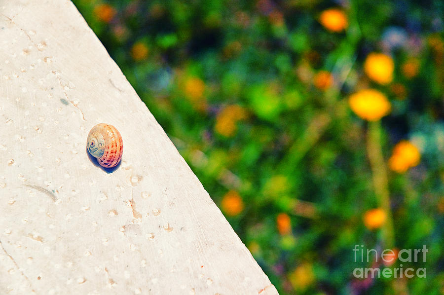 Snail on white wall Photograph by Silvia Ganora