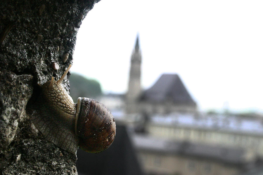 Snail Salzburg Austria Photograph by Benjamin Dahl