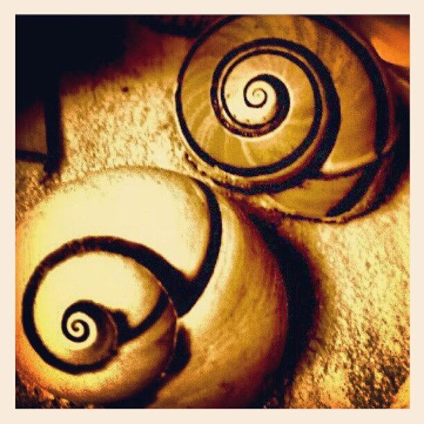 Droid Photograph - Snail Shells #android #andrography by Marianne Dow