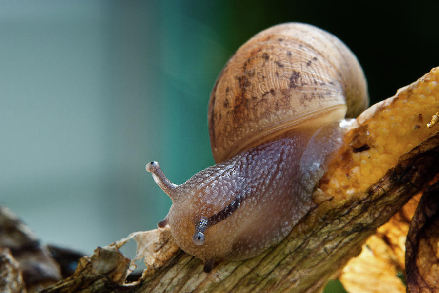 Wildlife Photograph - Snail Traversing by Greg Nyquist