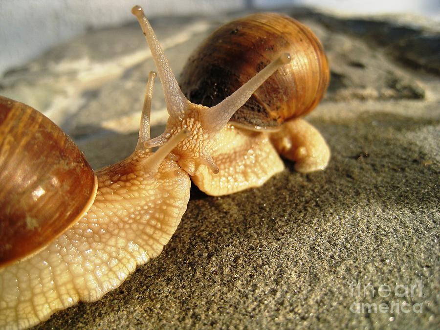 Snails Photograph by Amalia Suruceanu