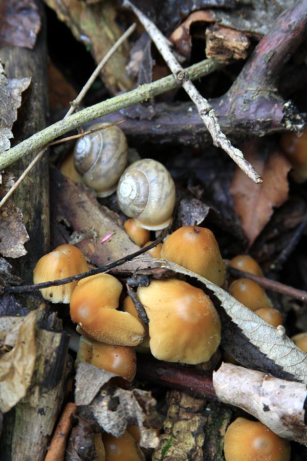 Snails and Shrooms Photograph by Rick Rauzi