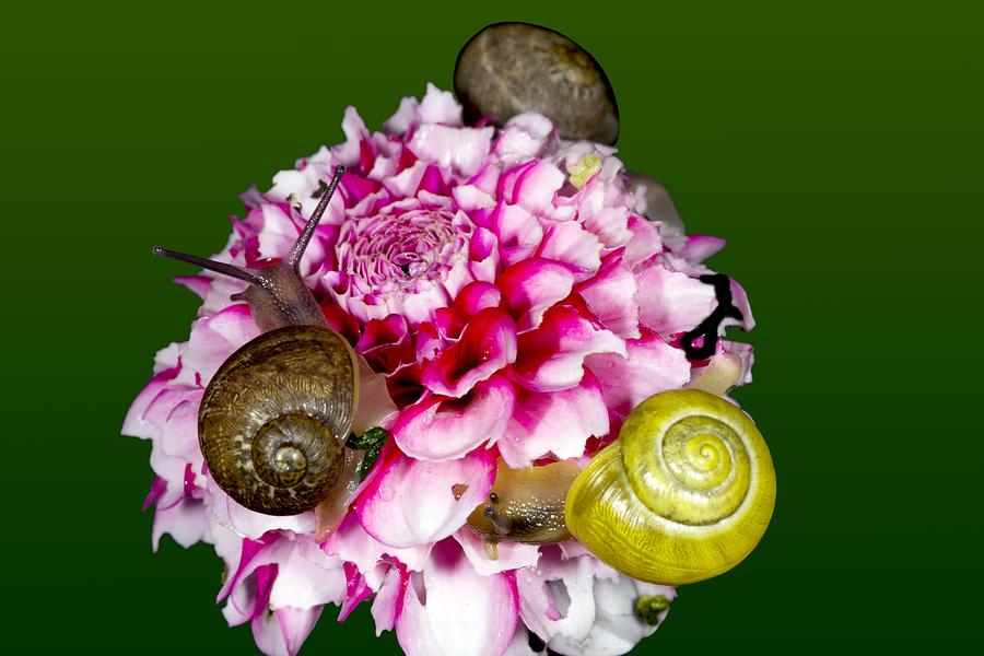 Snail�s Eating A Flower Photograph by Dr Keith Wheeler