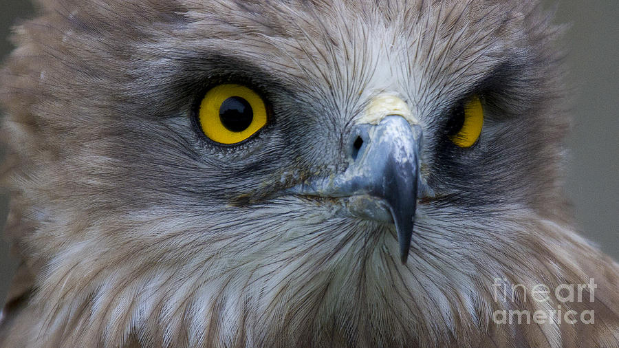 Snake Eagle 2 Photograph by Heiko Koehrer-Wagner