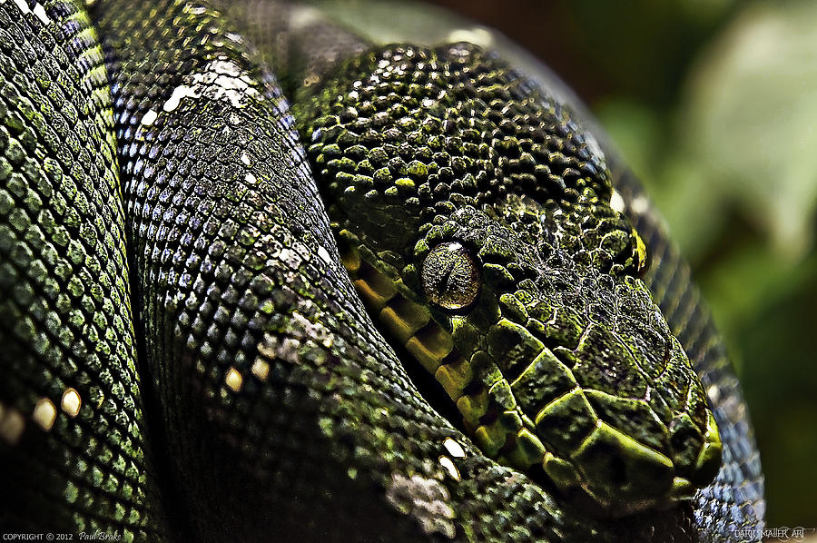 Snake Pyrography - Snake Eyes by Paul Brake